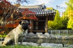 May 2021 cute pug desktop calendar wallpaper