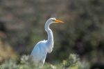 egret pictures birds egret pictures