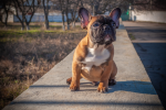 Medium sized dog bulldog pictures