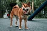 Japanese Akita dog pictures desktop wallpaper