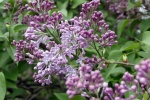HD lilac flower pictures