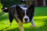 border collie pictures