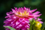 HD dahlia pictures