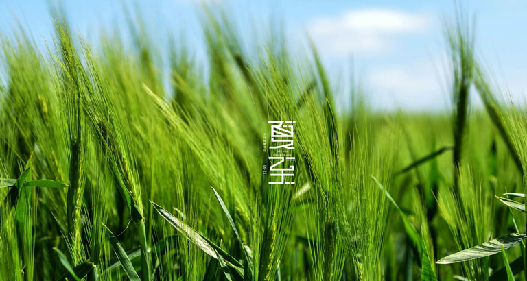 summer solstice desktop wallpaper