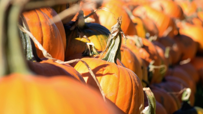 南瓜素材圖片桌麵壁紙