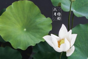 Hello June, fresh and eye-catching lotus desktop wallpaper