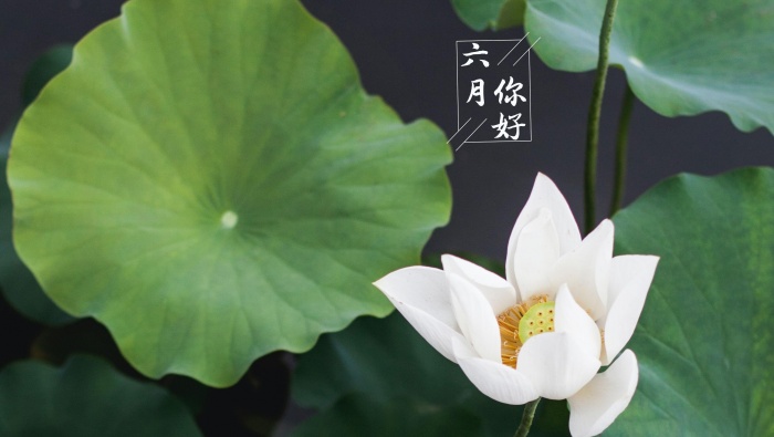 Hello June, fresh and eye-catching lotus desktop wallpaper