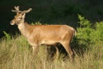 Cute red deer pictures