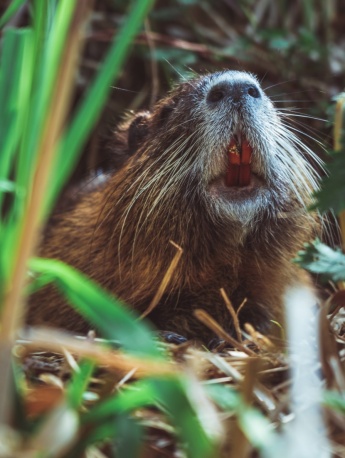Picture of nutria with orange teeth
