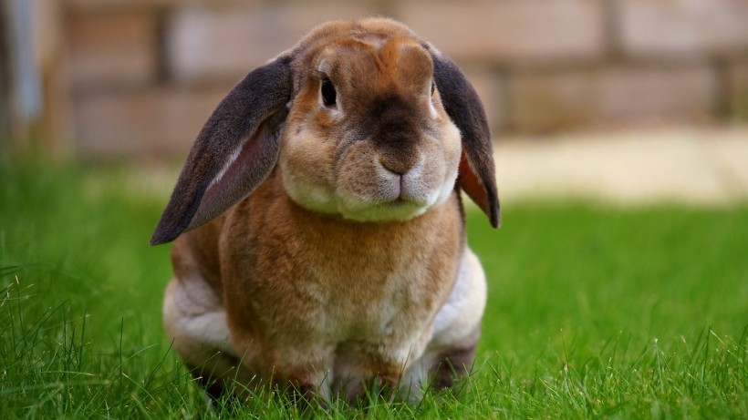 可爱萌宠小兔子图片