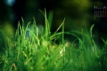 2022年1月绿色草地护眼自然日历壁纸