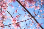 Blooming cherry blossom pictures desktop wallpaper