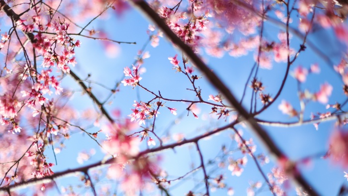 Blooming cherry blossom pictures desktop wallpaper