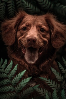 Green plants and animals full screen HD wallpaper