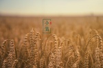 Solar term Xiaoman computer wallpaper with the fragrance of wheat