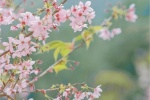 Beautiful and beautiful cherry blossom pictures