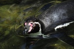 African penguins HD pictures
