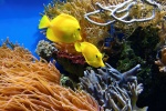 Beautiful underwater world pictures desktop wallpaper