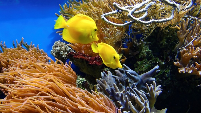 Beautiful underwater world pictures desktop wallpaper