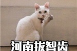 Cat version of Henan wisdom teeth removal emoticon pack
