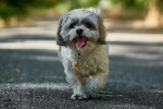 Shih Tzu dog pictures desktop wallpaper