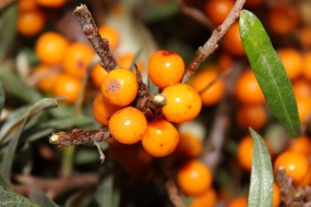 高清沙棘果图片桌面壁纸