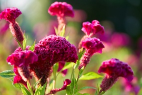 Cockscomb pictures HD computer wallpaper