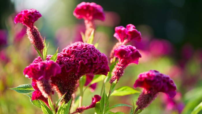 Cockscomb pictures HD computer wallpaper