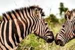 wild zebra pictures