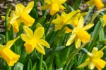 HD Narcissus Pictures Desktop Wallpaper