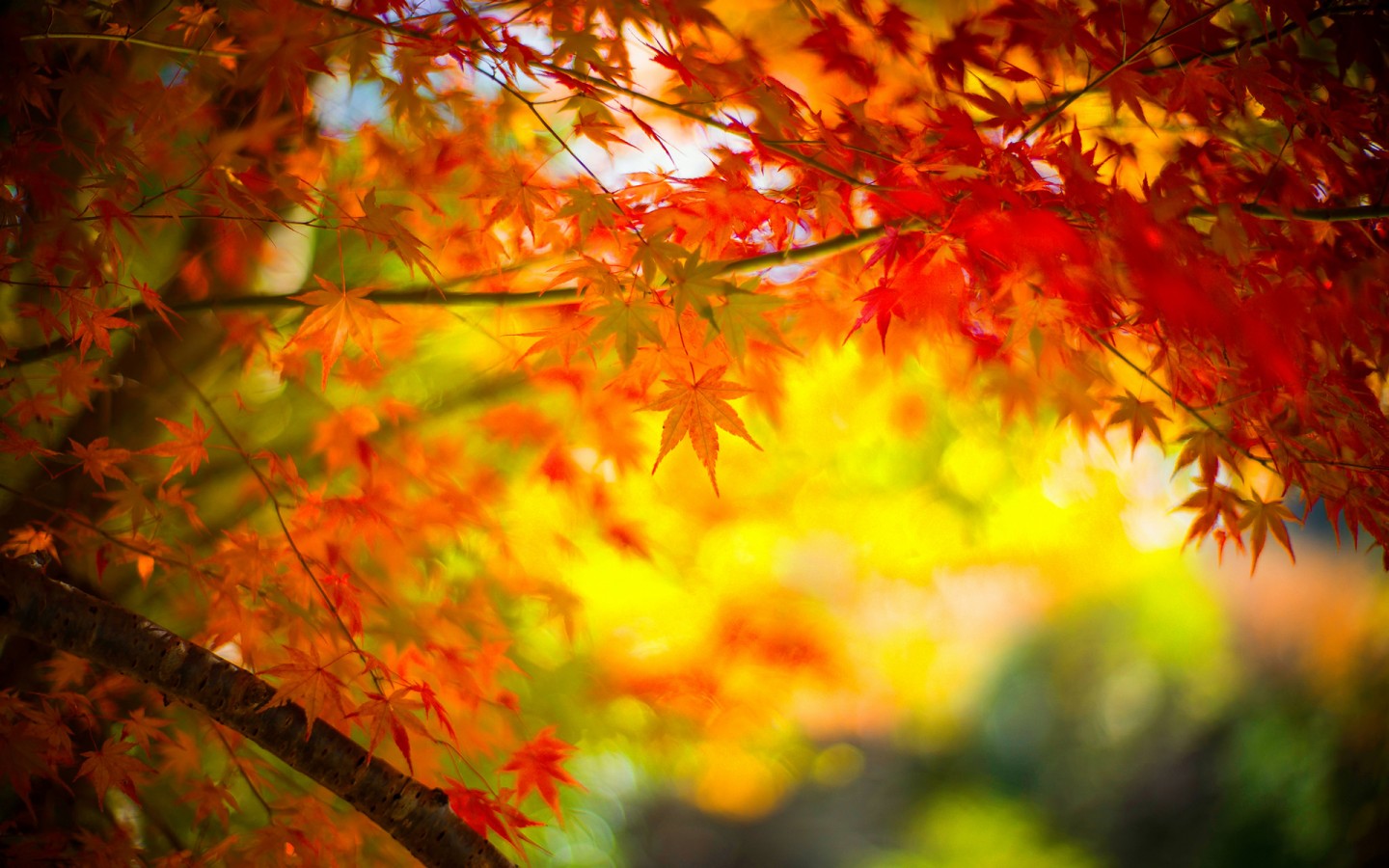 秋天来了红色枫叶唯美桌面壁纸