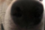Big nose dog cute avatar