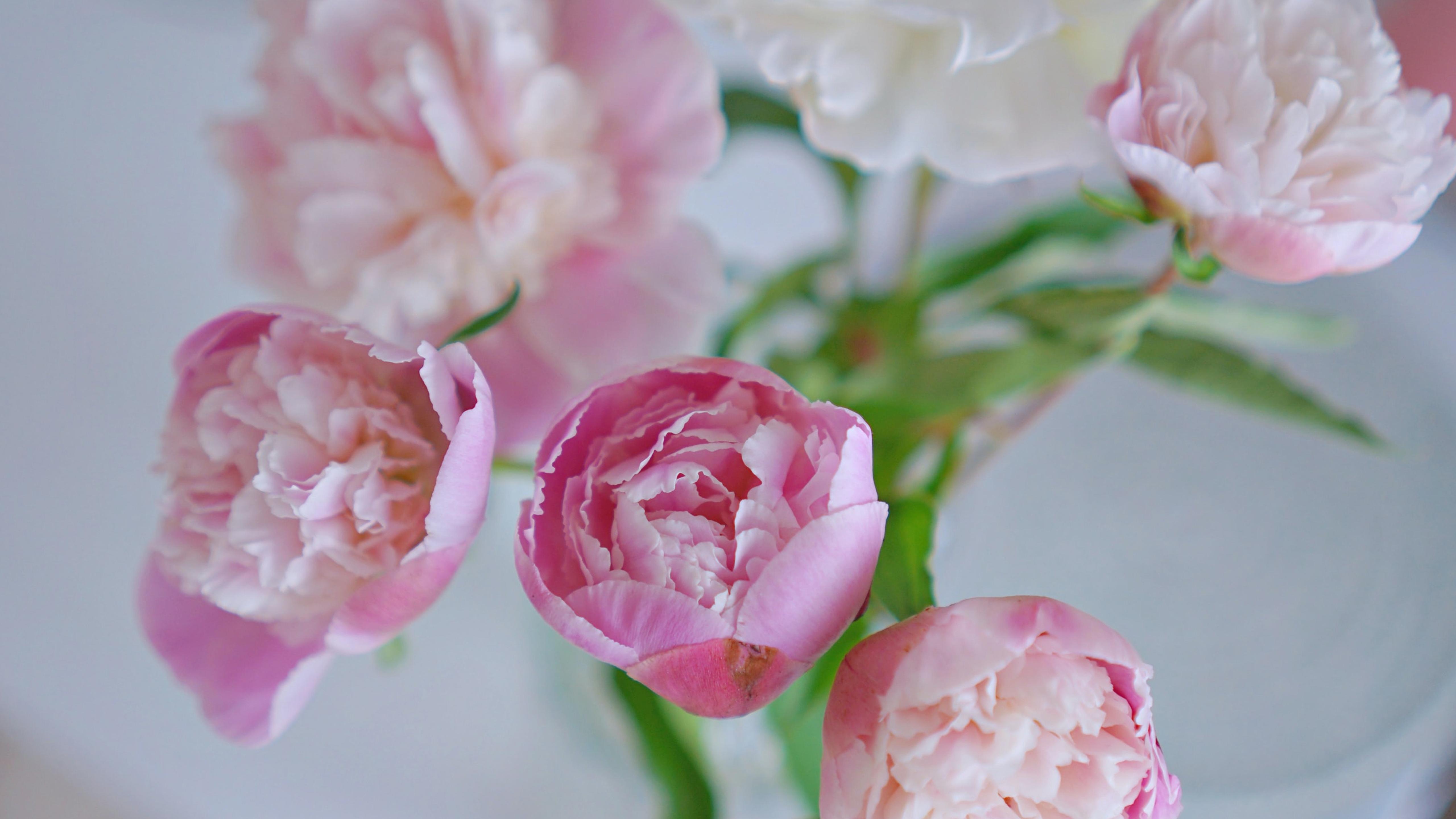 母亲节漂亮的康乃馨花朵图片桌面壁纸