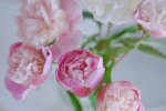 Mother's Day beautiful carnation flowers pictures desktop wallpaper