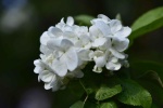 White as Jade Qionghua Macro Photography Picture Desktop Wallpaper