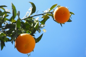 Oranges on the branches pictures desktop wallpaper