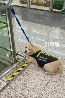 Shanghai subway internet celebrity police dog emoticon pack