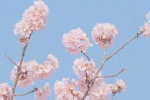 唯美春日樱花手机壁纸