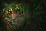 King of the forest tiger computer desktop wallpaper