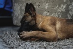Belgian Malinois Dog Pictures