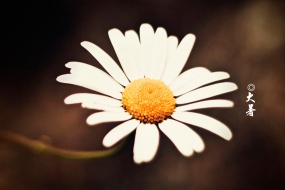 Summer computer desktop wallpaper pictures