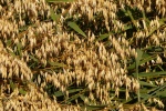 Golden oats wheat field picture desktop wallpaper