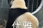 熊猫优雅表情包