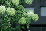 First blooming hydrangeas pictures and photography