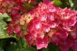 HD hydrangea picture desktop wallpaper
