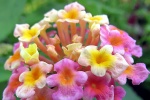 Brightly colored lantana pictures desktop wallpaper