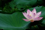 Lotus flowers in lotus pond pictures desktop wallpaper.