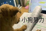 小狗努力