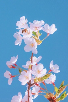 INS唯美鎖屏手機壁紙