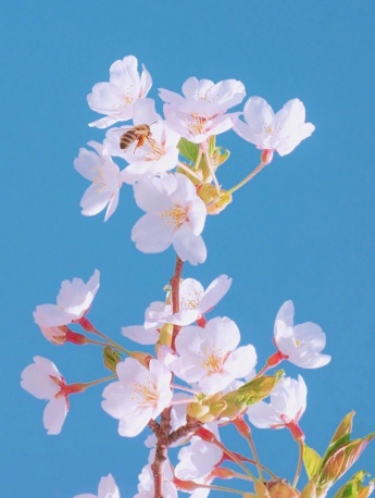 INS唯美锁屏手机壁纸